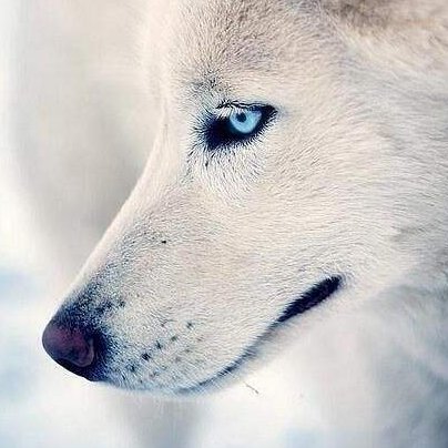 白色的狼即是色狼的头像