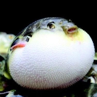 溺水的河豚的头像