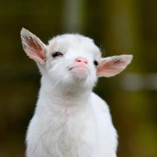 绵羊羊羊羊的头像