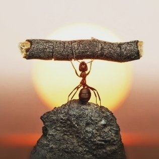 蝼蚁练习生的头像