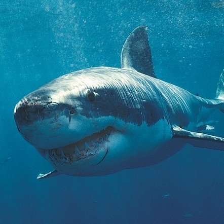 爱吃鸡腿的炸鱼的头像