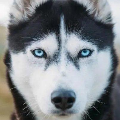 西伯利亚雪橇犬的头像