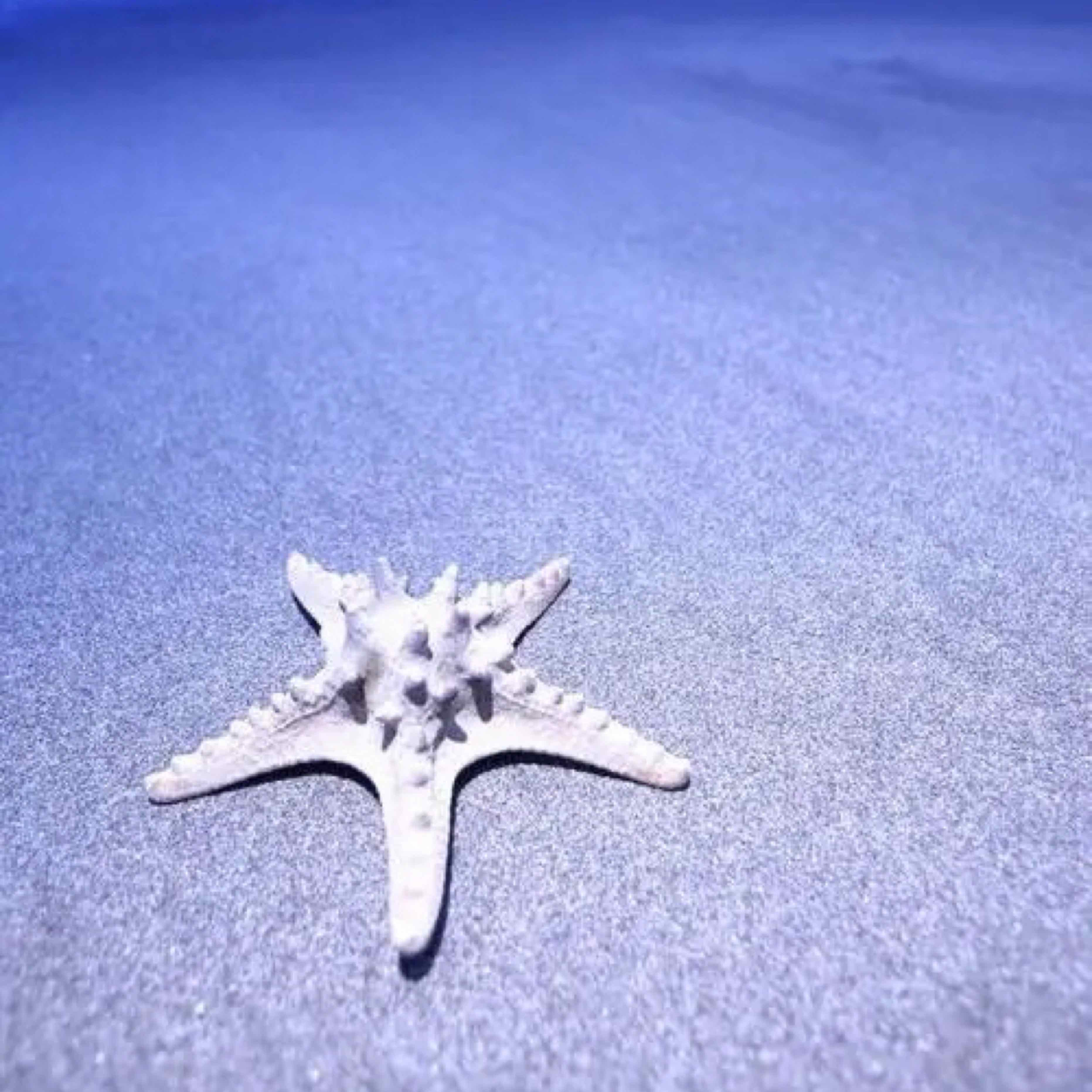 深红海星的头像