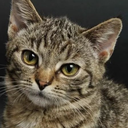 我不是狸花猫全部小说作品 我不是狸花猫最新好看的小说作品 起点中文网