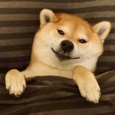 狗子是我的头像