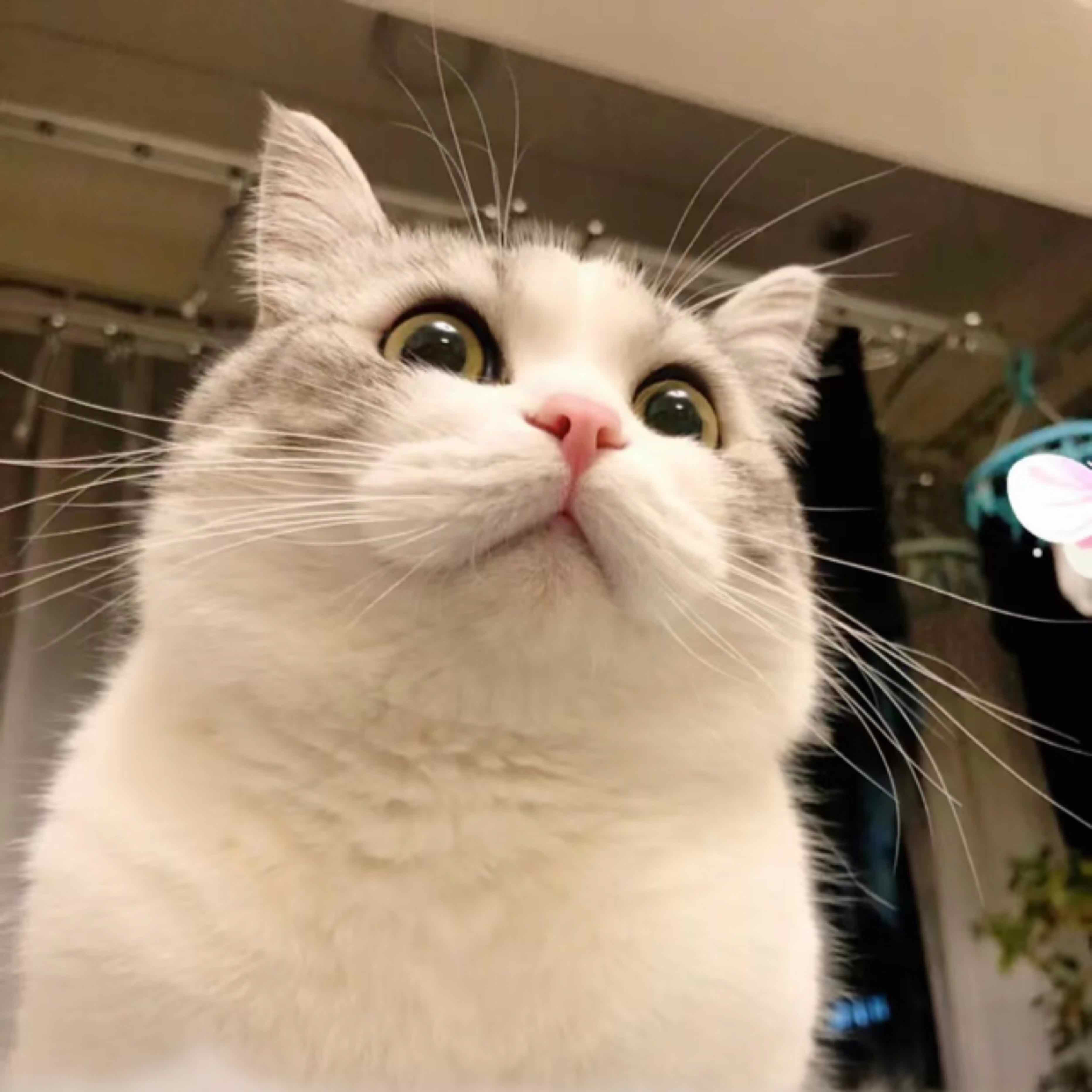 猫猫狗狗夜神说的头像