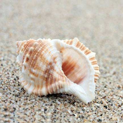 神奇之海螺的头像