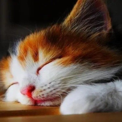 白猫爱宅全部小说作品 白猫爱宅最新好看的小说作品 起点中文网