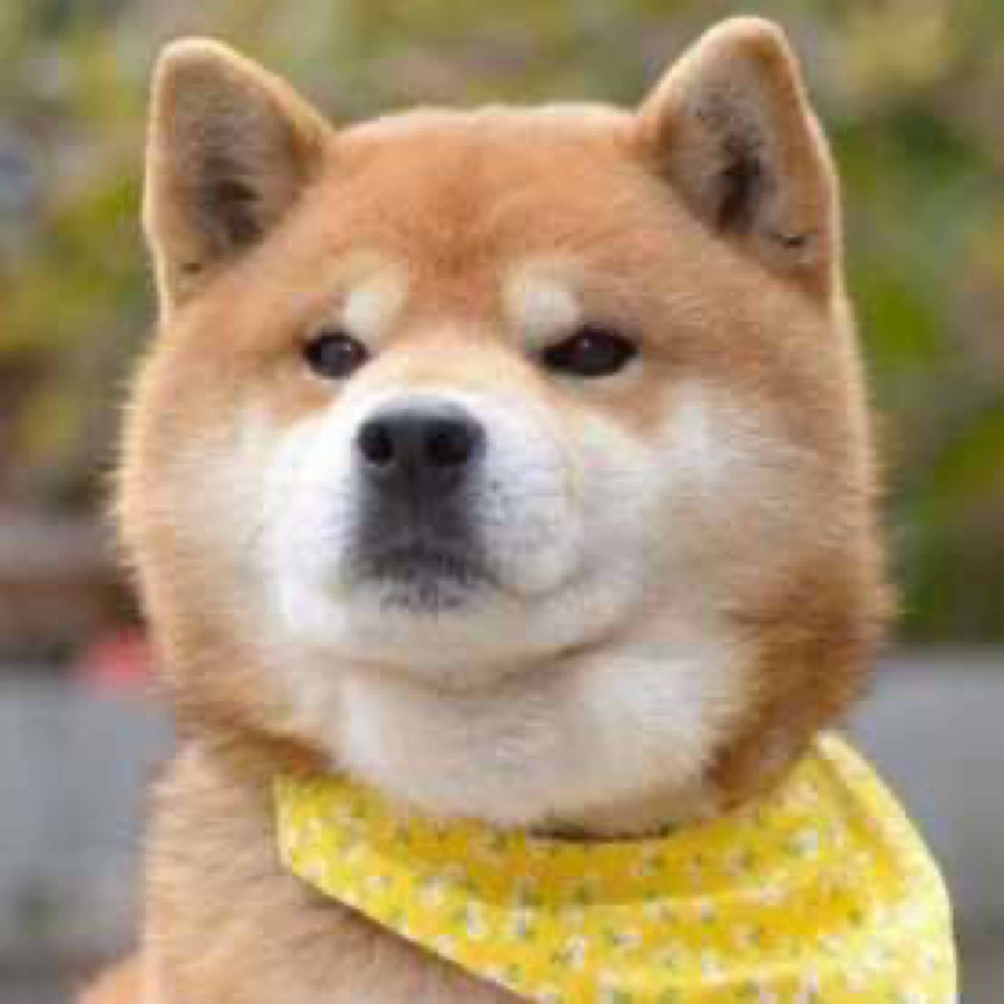 一只柴犬宝宝的头像