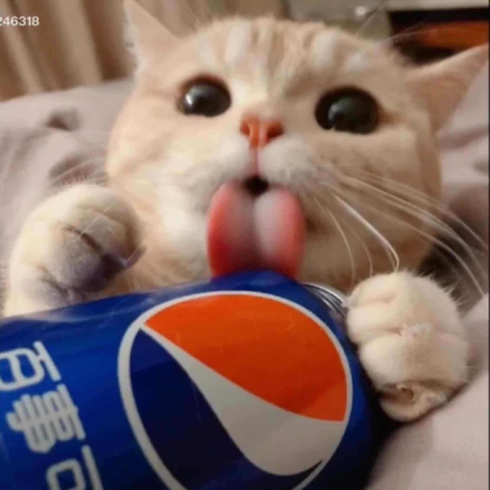 猫咪抱可乐头像图片
