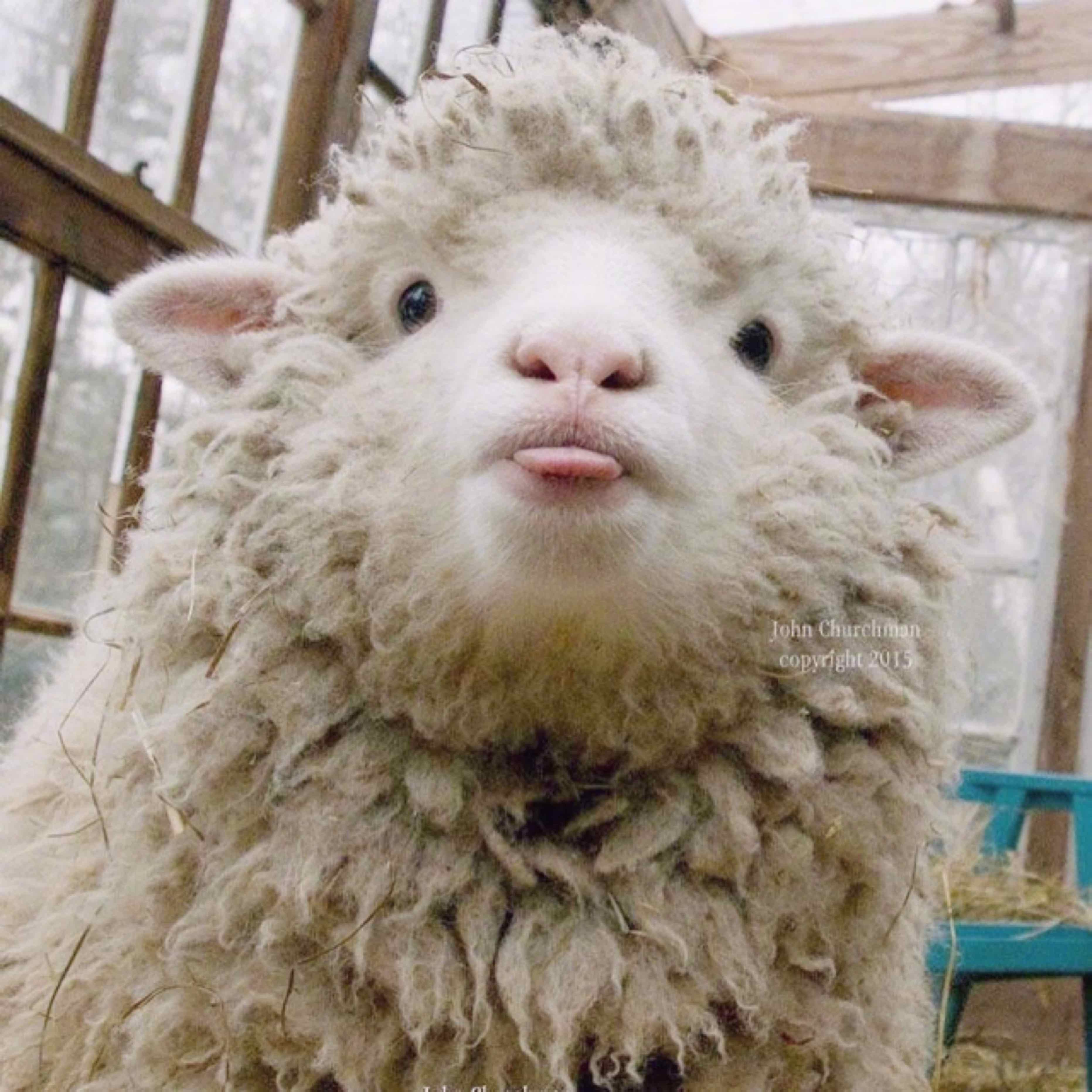 羊不吃鱼的头像