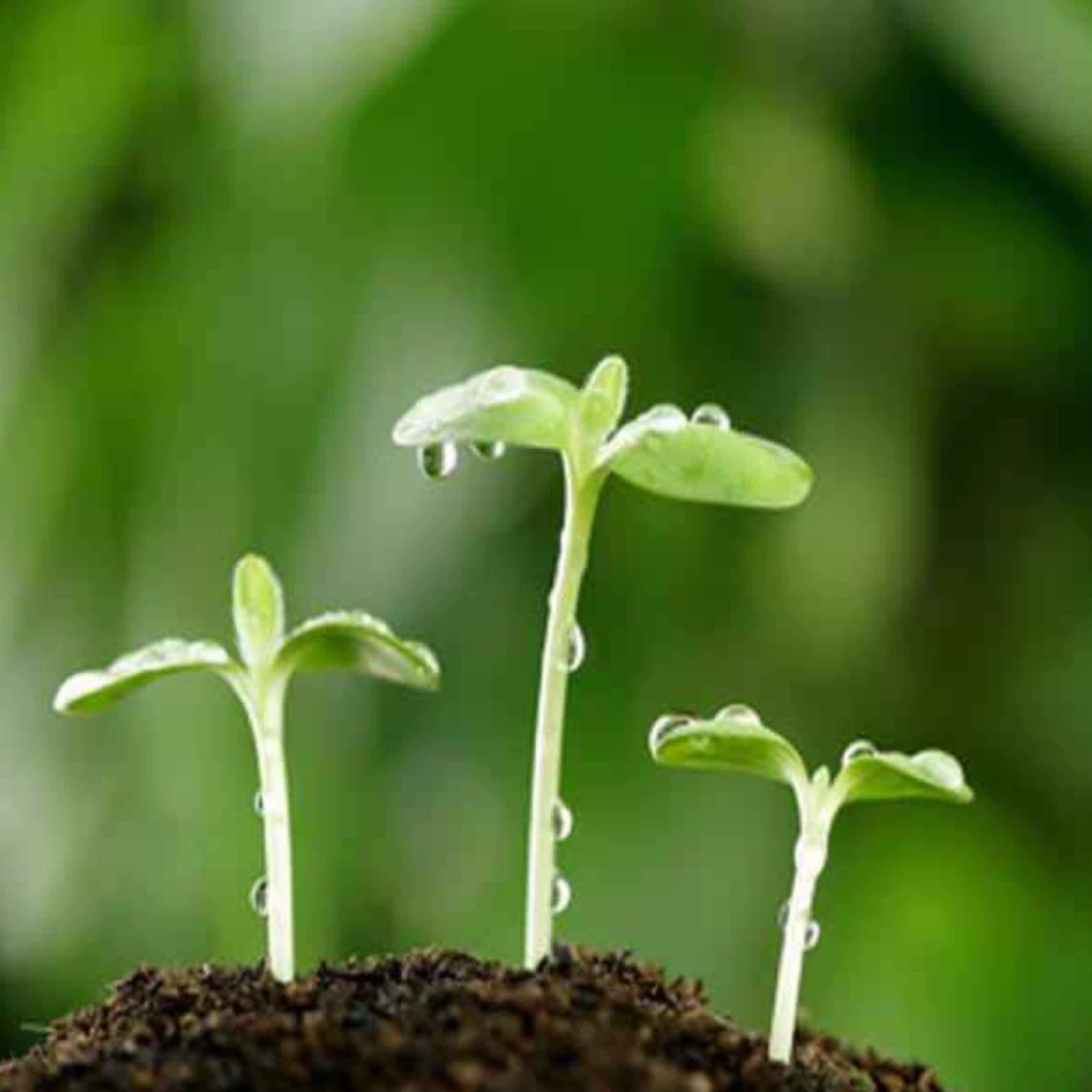 世界树的幼苗的头像