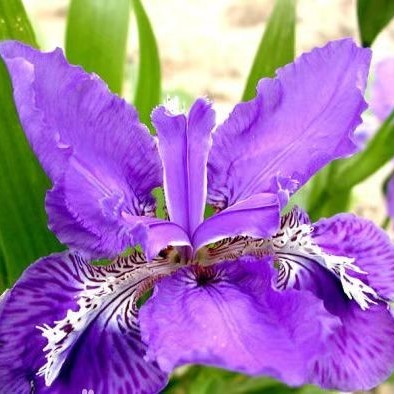 鸢尾的历的头像