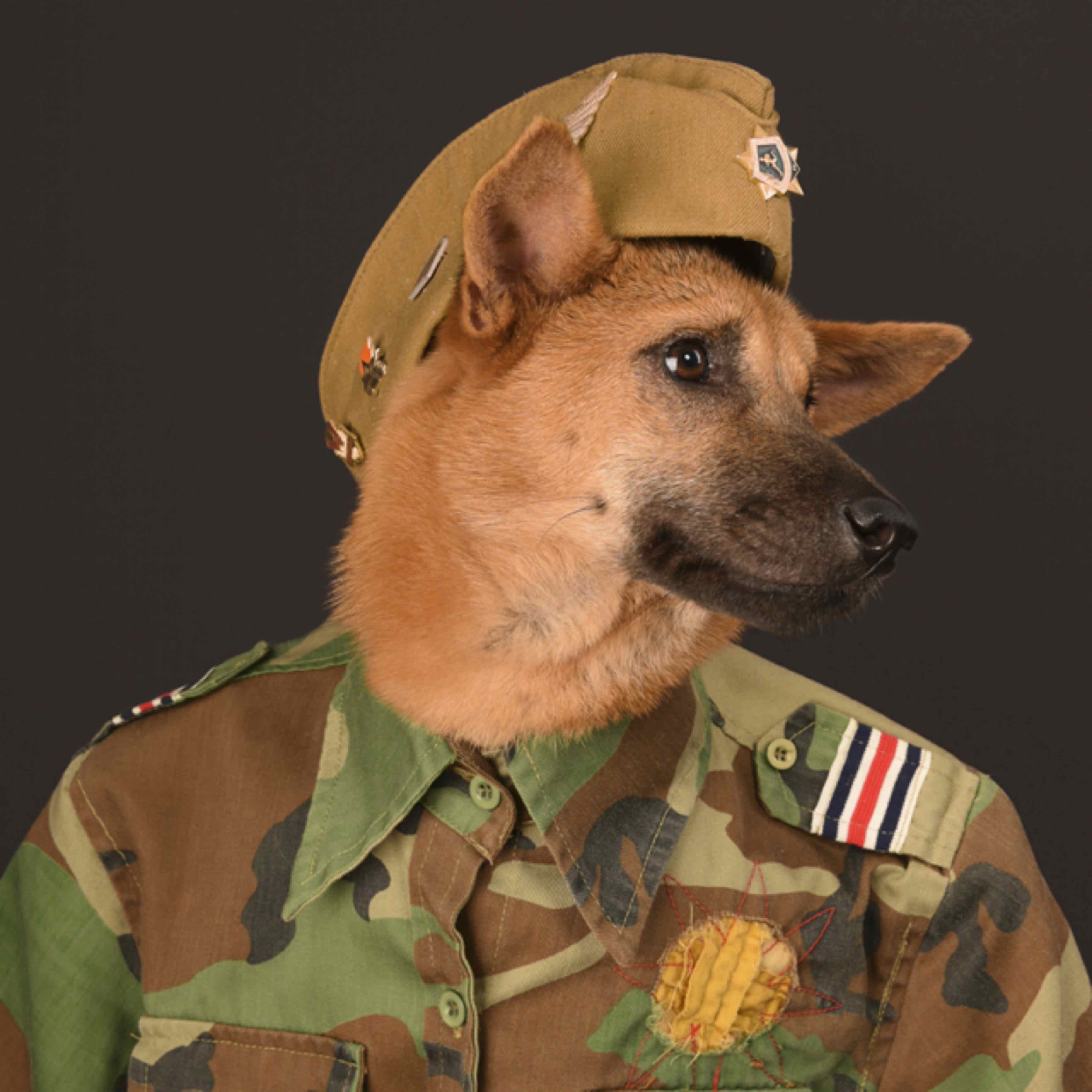 贰狗不贰的头像