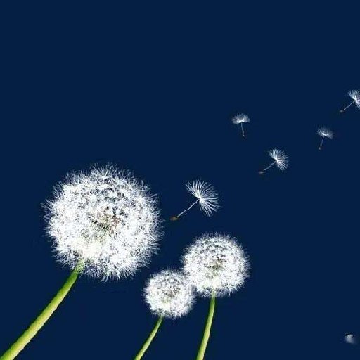 随风而逝的蒲公英的头像