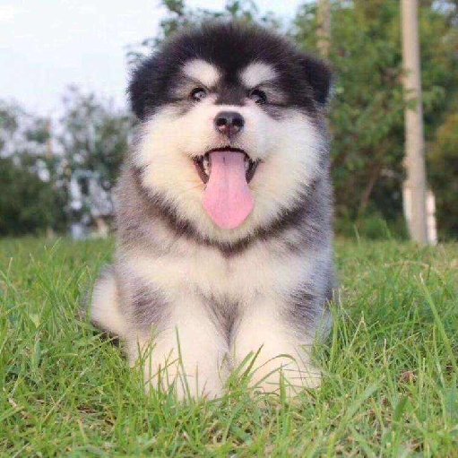 萌兽阿拉斯加的头像