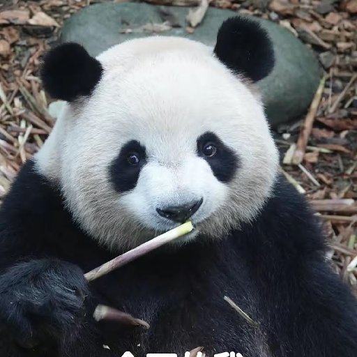 熊猫汤圆的头像.
