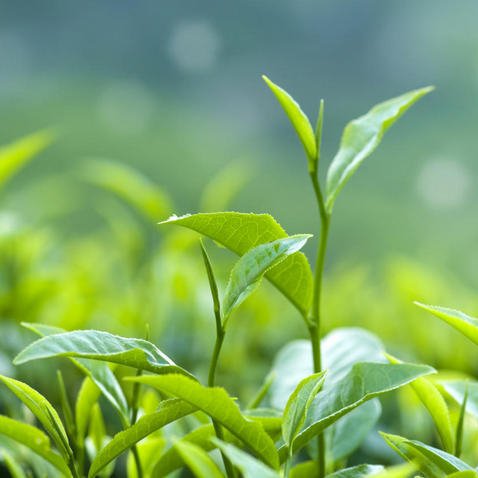 风迅茶凉的头像