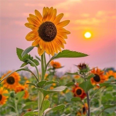 一朵朵向阳花的头像