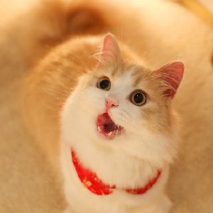 橘猫两只半全部小说作品, 橘猫两只半最新好看的小说作品-起点中文网