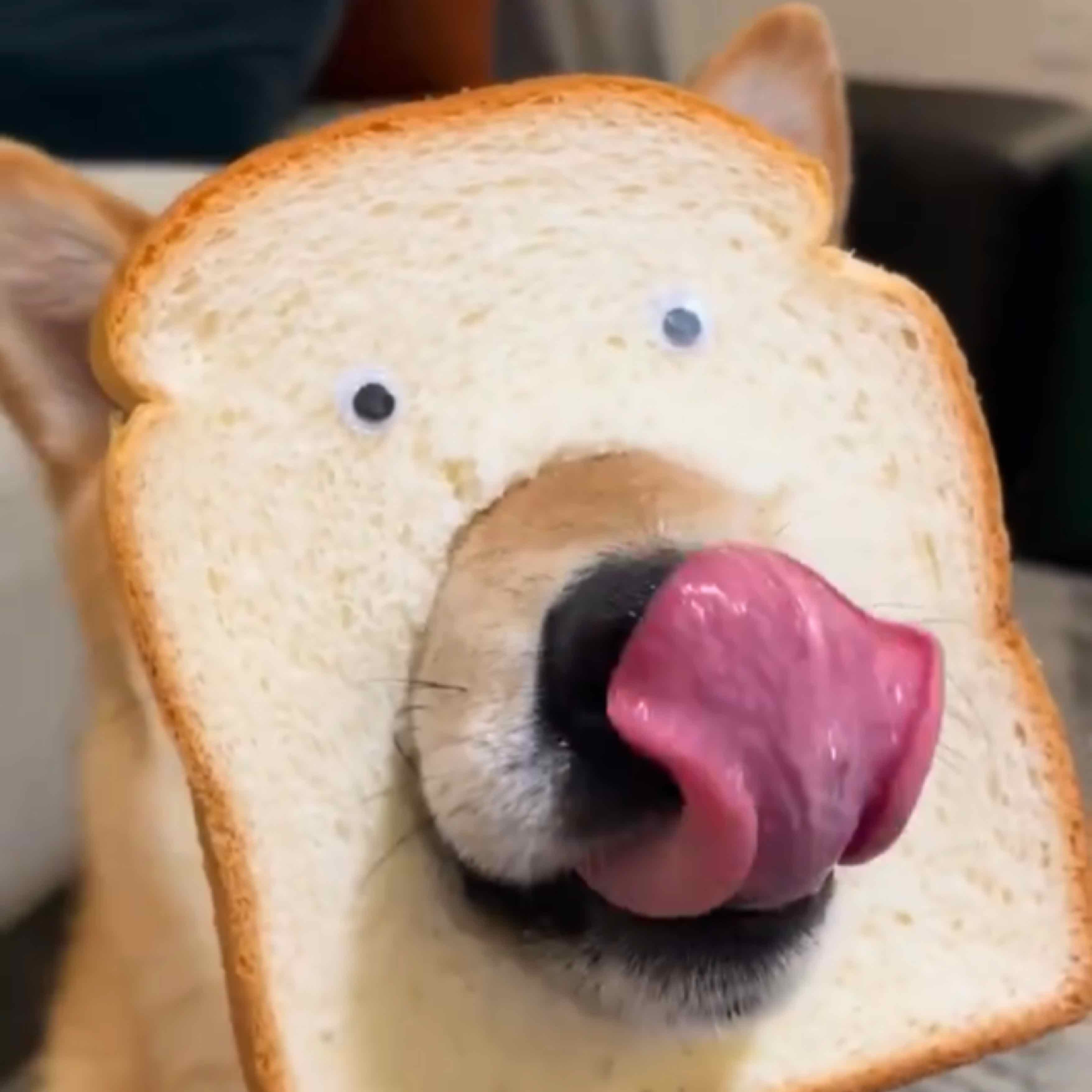 好吃的面包狗的头像