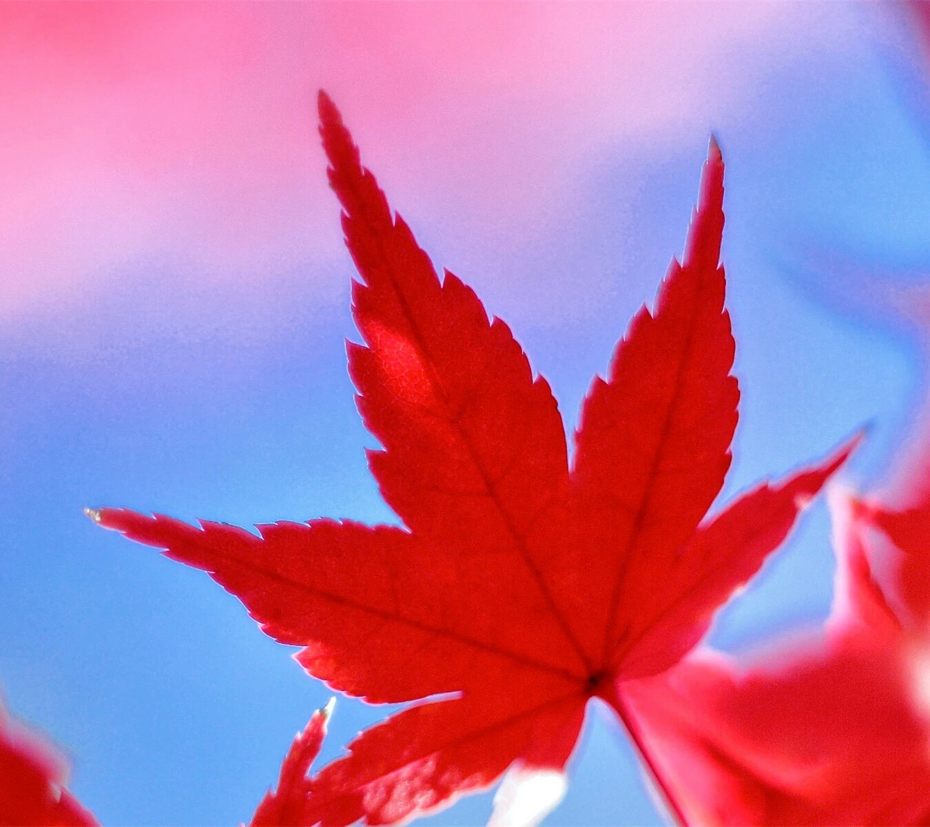 相汝以墨的头像