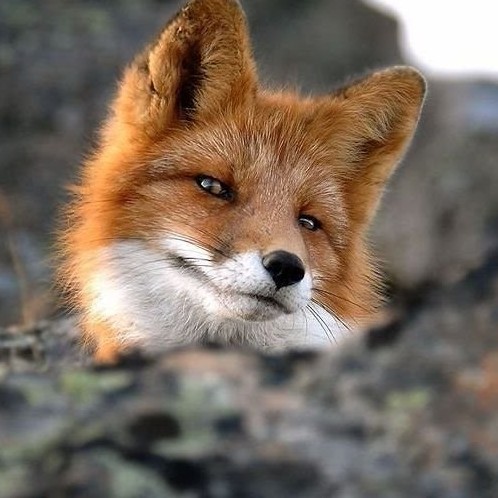 冬天的火狐的头像